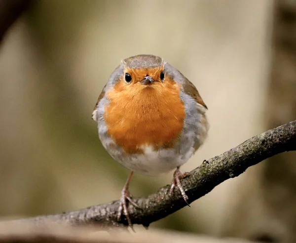 Schöne Aufnahme Eines Vogels Natürlichem Lebensraum — Stockfoto