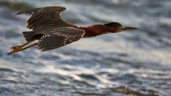 Male Mallard Duck Flying Water — Stock Photo, Image