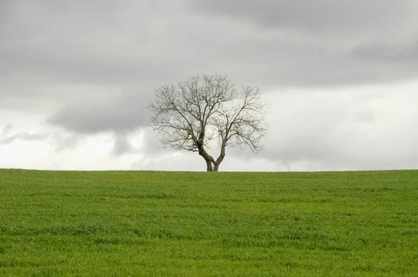 Osamělý Strom Poli — Stock fotografie