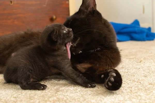 Черный Кот Лежащий Полу — стоковое фото