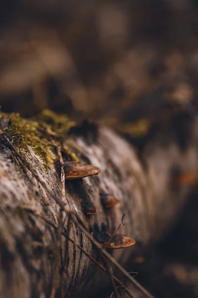 Tiro Perto Toco Com Fundo Natural — Fotografia de Stock