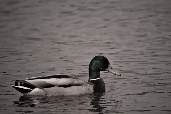 Black Duck Göl Kenarında — Stok fotoğraf