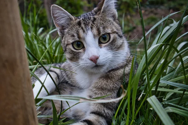 Gato Grama — Fotografia de Stock