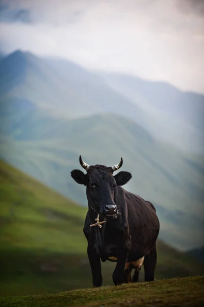 Vaca Las Montañas — Foto de Stock