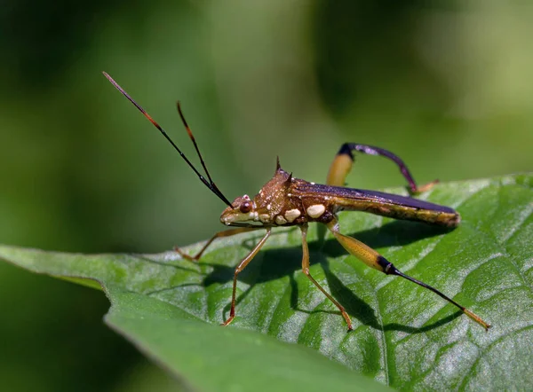 Closeup Bug Nature — Stock Photo, Image