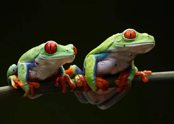 Frogs Sitting Tree Branch — Stock Photo, Image