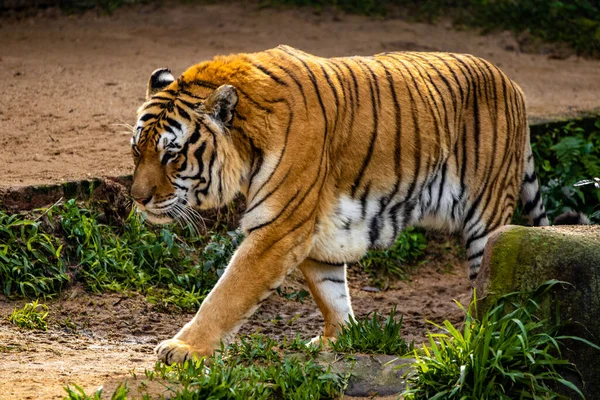 Närbild Tiger — Stockfoto