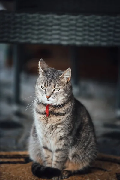 고양이 거리에 — 스톡 사진