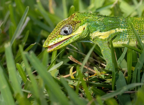 Green Frog Branch — Stock Photo, Image