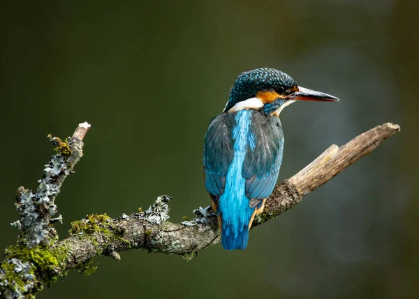 Nahaufnahme Eines Kleinen Vogels — Stockfoto