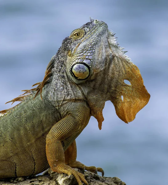 Perto Uma Iguana Animal — Fotografia de Stock