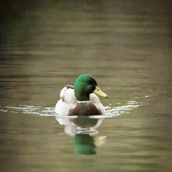 Krásná Kachna Plavání Vodě — Stock fotografie