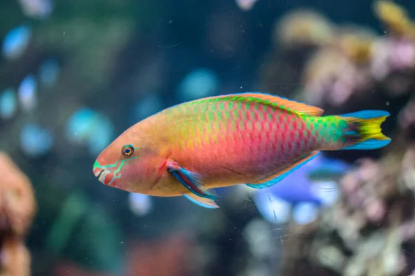Красочные Рыбы Аквариуме Крупным Планом — стоковое фото