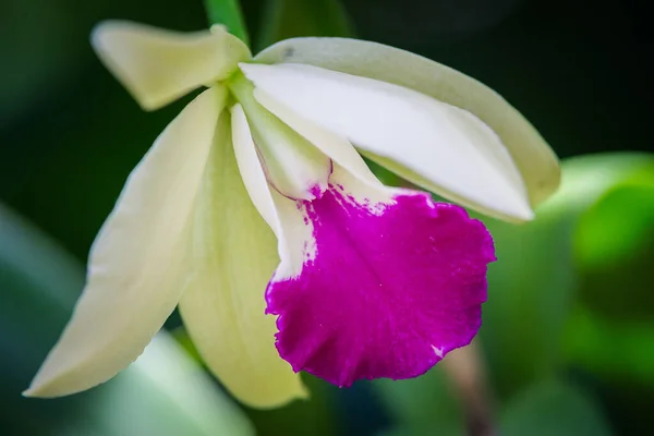 Vacker Vit Orkidé Blomma Trädgården — Stockfoto