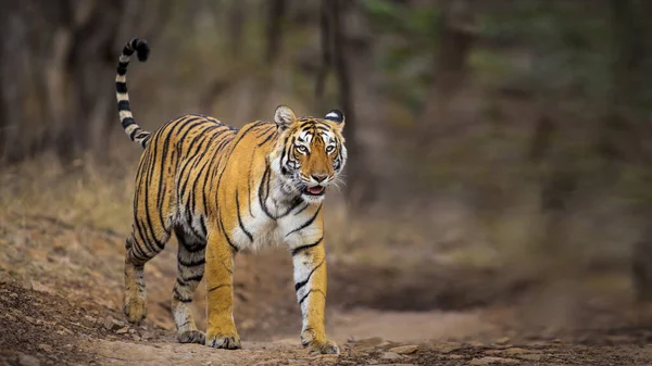 Närbild Skott Tiger Promenader Skogen — Stockfoto