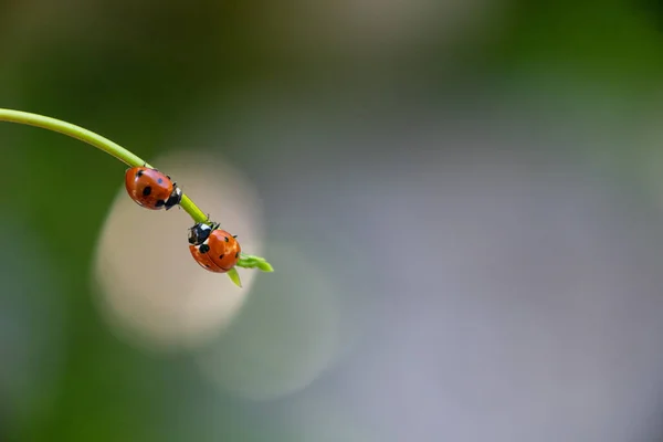 Ladybugs Leaf Close — стоковое фото