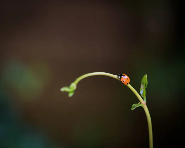 Coccinelle Sur Une Feuille — Photo