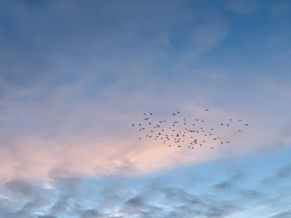 Σμήνος Πτηνών Στον Ουρανό — Φωτογραφία Αρχείου