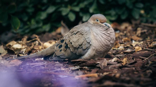 Een Close Shot Van Een Vogel — Stockfoto