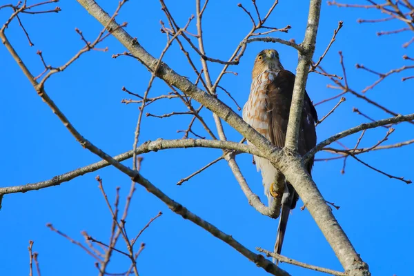 Ein Vogel Auf Einem Ast — Stockfoto