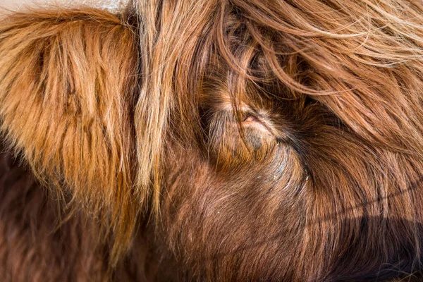 Nahaufnahme Einer Braunen Katze — Stockfoto