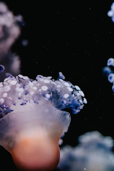 Jellyfish Aquarium — Stock Photo, Image