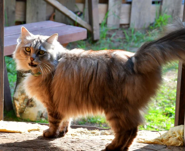 Katze Garten — Stockfoto