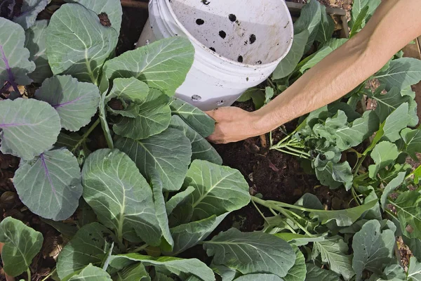 Jonge Vrouw Met Een Plant Tuin — Stockfoto