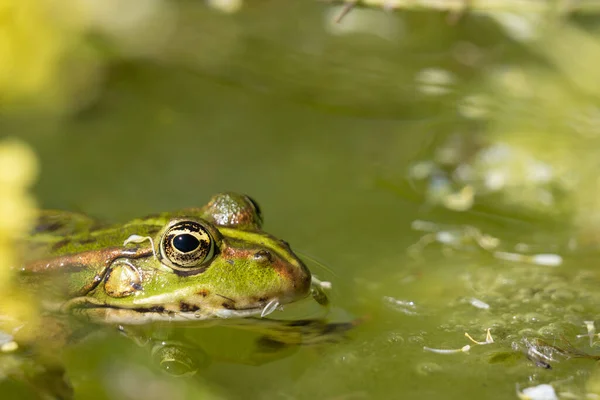 frog in the pond close-up