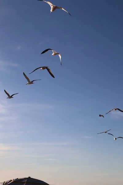 Gabbiani Che Volano Nel Cielo — Foto Stock