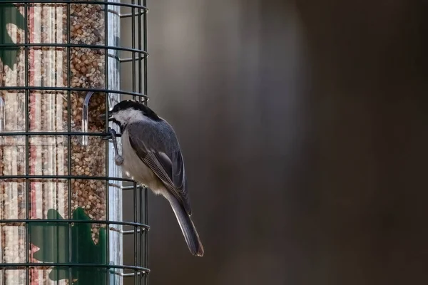 Vogel Käfig — Stockfoto