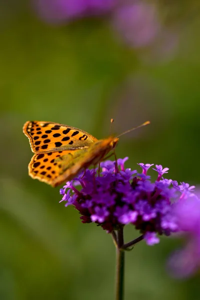 Bela Borboleta Uma Flor — Fotografia de Stock