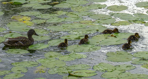 アヒルが池で泳いでいて — ストック写真