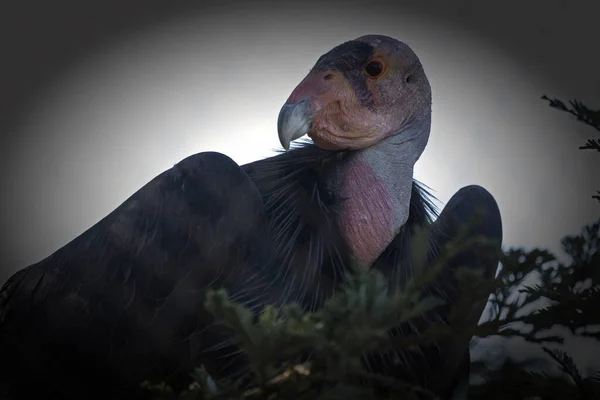 Vue Panoramique Bel Oiseau Nature — Photo