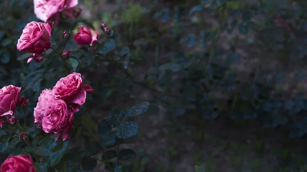Rosas Rosa Bonitas Jardim — Fotografia de Stock