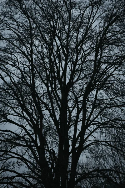 Silhouet Van Een Boom Een Donkerblauwe Lucht — Stockfoto