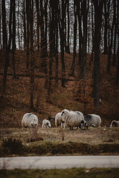 Uma Manada Ovelhas Nas Montanhas — Fotografia de Stock