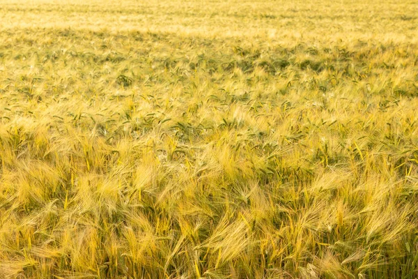 Wheat Field Summer — Stock Photo, Image