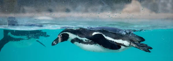 Группа Дельфинов Воде Моря — стоковое фото