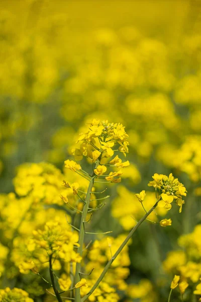 Campo Colza Giallo Con Uno Sfondo Sfocato Una Giornata Primaverile — Foto Stock