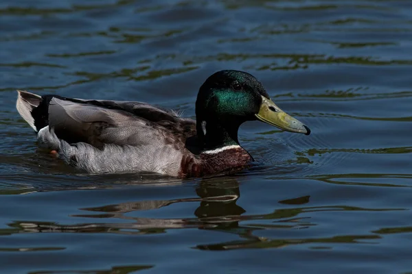 Duck Lake — Stock Photo, Image