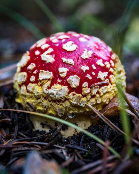 Amanita Muscaria Cogumelo Floresta — Fotografia de Stock