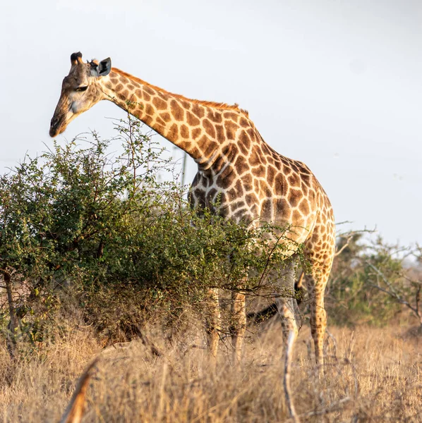 Girafe Dans Savane Kenya — Photo