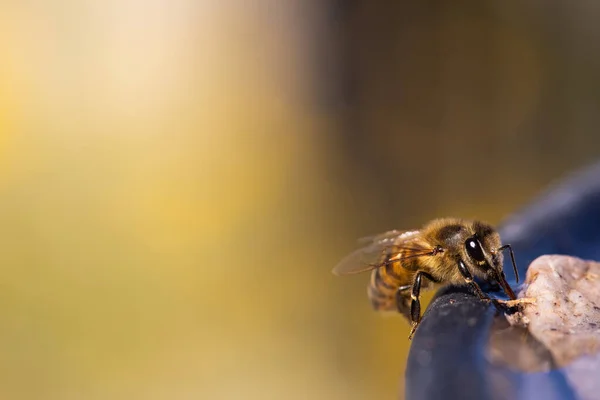 Пчела Собирает Пыльцу Желтом Фоне — стоковое фото