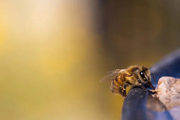 Samla Pollen Gul Bakgrund — Stockfoto