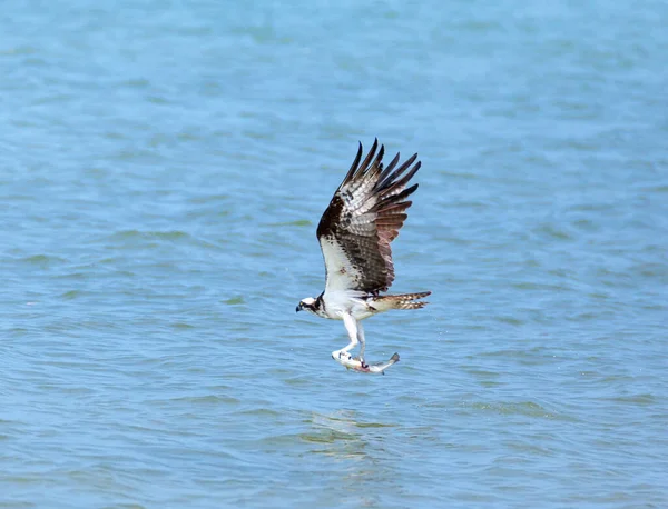 Águila Calva Volando Cielo — Foto de Stock