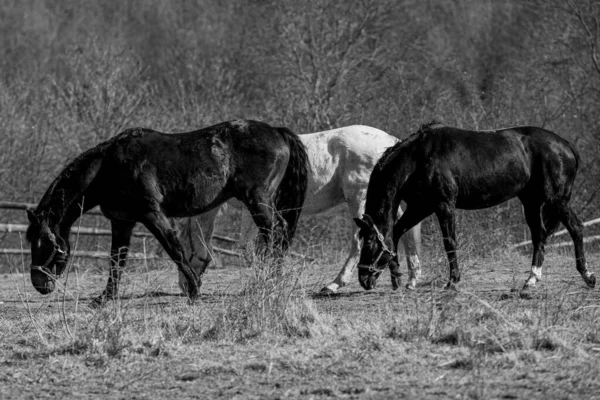 Zwart Wit Paarden Het Veld — Stockfoto