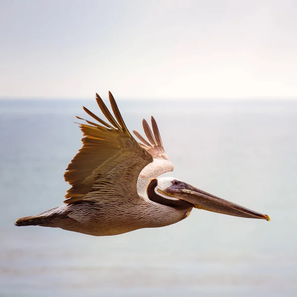 海の中を飛んでいる鳥 — ストック写真