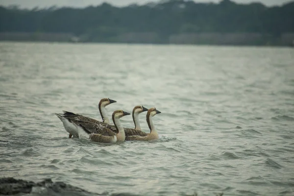 Witte Zwaan Het Meer — Stockfoto