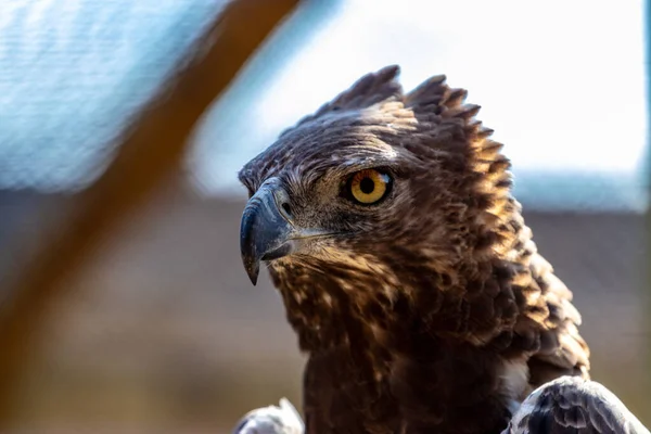 Nahaufnahme Eines Vogels — Stockfoto